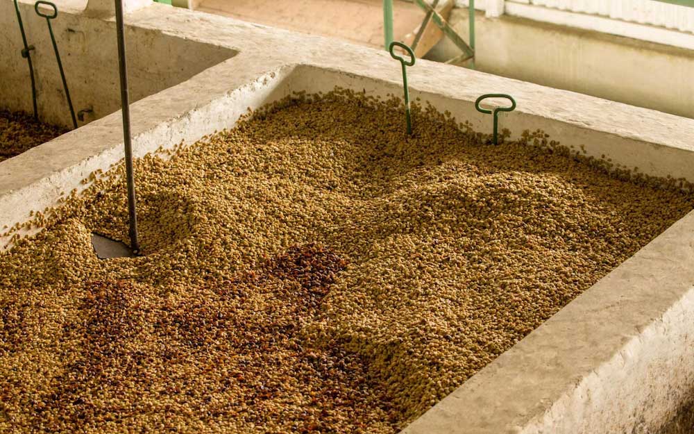 پردازش قهوه کوجی